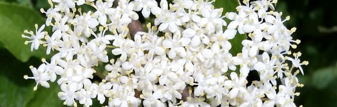 elderflower_wide