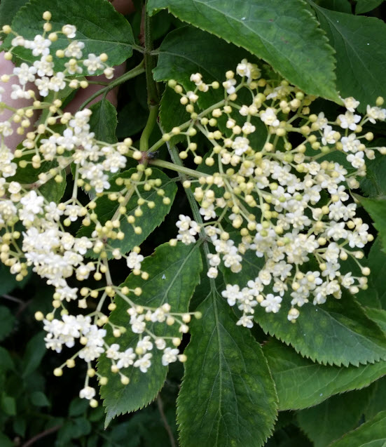 elderflower-partially-in-bloom